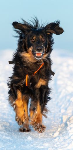035 hovawart