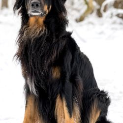039 hovawart