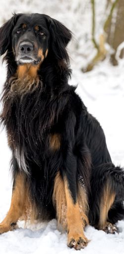 039 hovawart